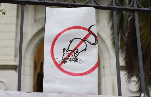 portada_ratas