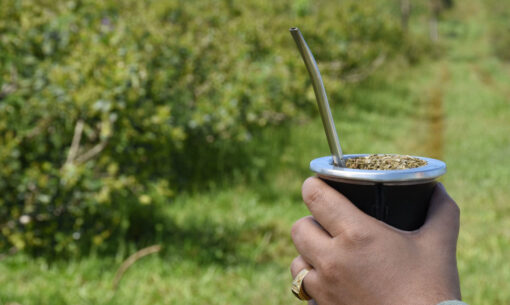 portada. Peligra la producción de yerba mate