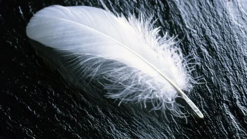 Plumaje blanco. Portada