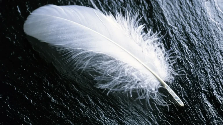 Plumaje blanco. Portada